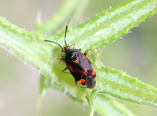 Deraeocoris ruber